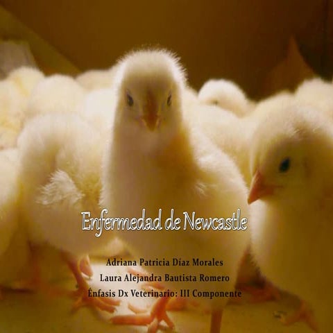 Enfermedad de newcastle