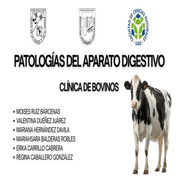Timpanismo en bovinos fisiopatologia y lesiones | PDF