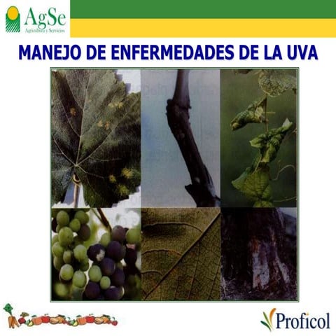 enfermedades-de-la-uva-isabella-ppt