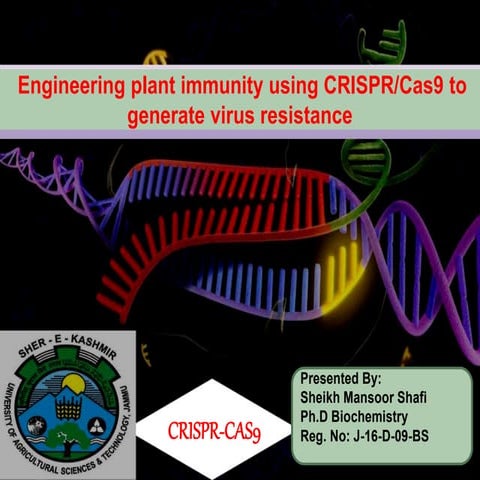 Engineering plant immunity using crispr cas9 to generate virus resistance