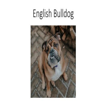 10+ Cutest Gifts for English Bulldog Lovers