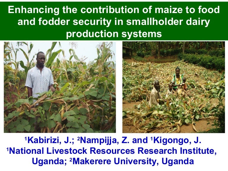 Enhancing the contribution of maize to food and fodder security in sm…