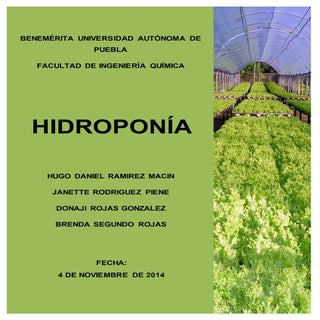 Ensayo Hidroponia