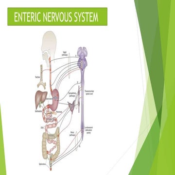 enteric nervous system.pptx