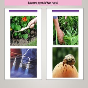 Biological Control Agents and Techniques for Effective Weed Management ...