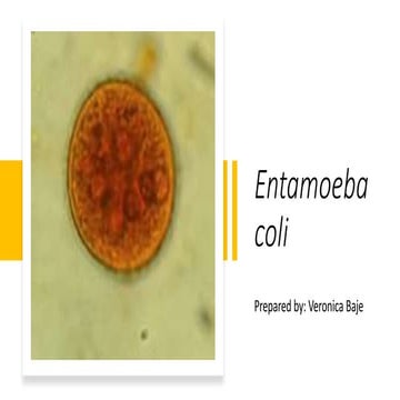 Entamoeba coli