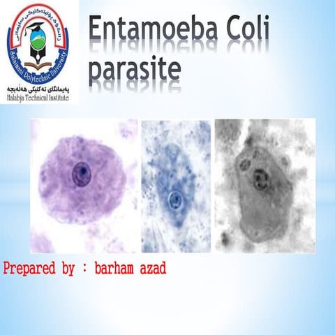 Entamoeba coli parasite