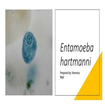 Entamoeba hartmanni