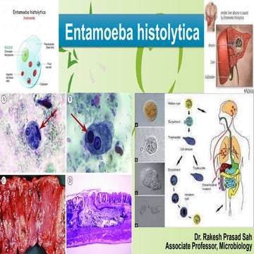 Entamoeba Histolytica | PPT
