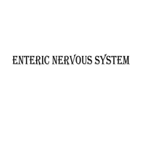 Enteric nervous system in anatomy medical