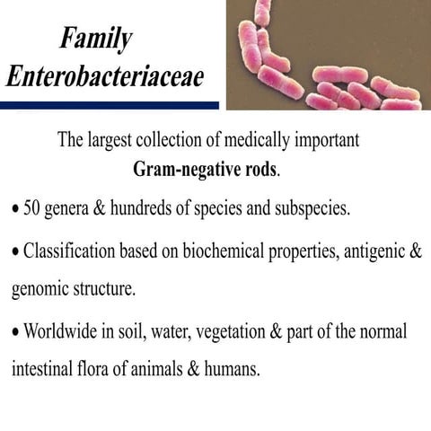 Enterobacteriaceae related types of bacteria that cause disease in Intestine