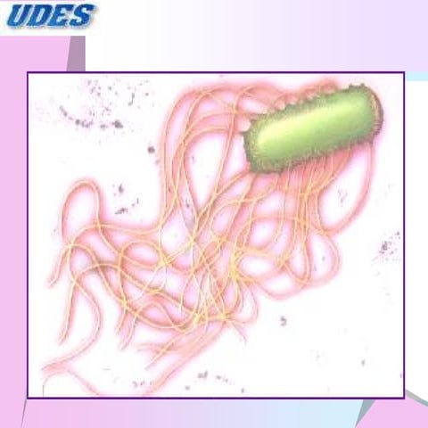 Enterobacterias Klebsiella   Salmonella Serratia