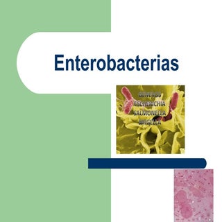 Enterobacterias microbio