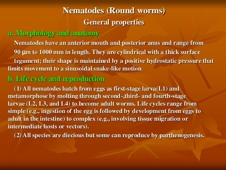 enterobius vermicularis ppt