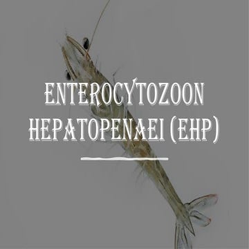 EXCRETORY STRUCTURE IN FISH .pptx