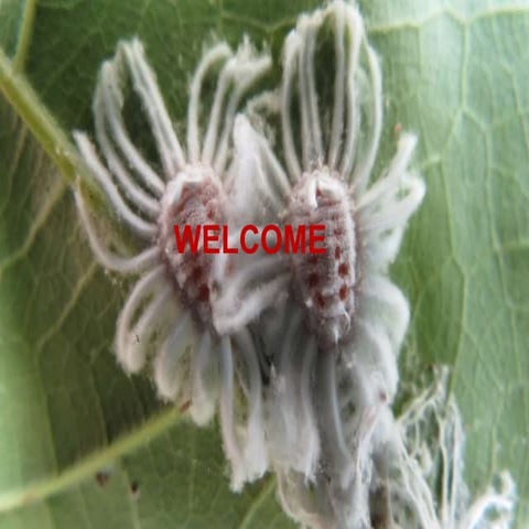 ENTO 231_L.No.1_Ecology.ppt