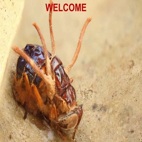 ENTO 231_L.No.10_Microbial Pesticides - Copy.ppt