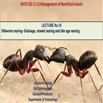 ENTO 332_Lec No.10_Grainage and Chawki and Late age rearing.pptx
