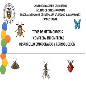 Reproducción y desarrollo de insectos.pdf