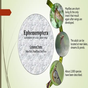 Entomology powerpoint all order in one ppt .pptx