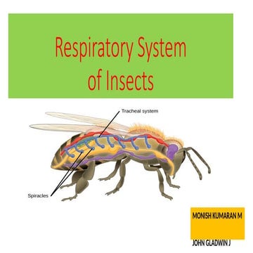 Respiratory system in insect | PPTX