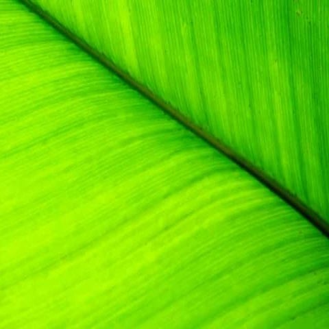 Environmental ethics