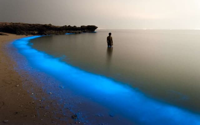 Environmental Photographer of the Y...