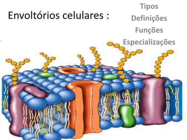 Para 1S_ Envoltórios celulares | PPTX