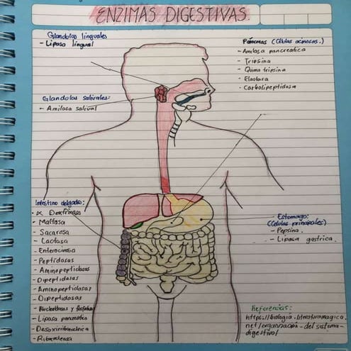 Enzimas digestivas. | PDF