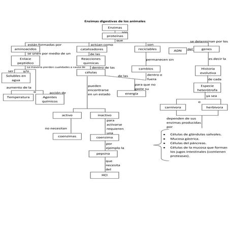 Enzimas digestivas de los animales