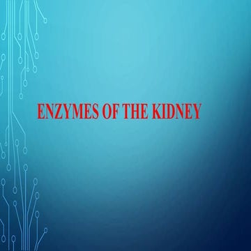 Enzymes of The Kidney
