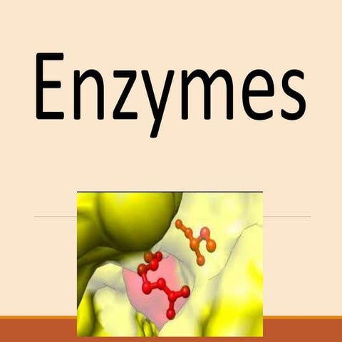 enzymes.ppt