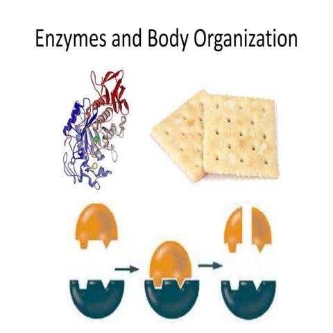 Enzymes and body organization