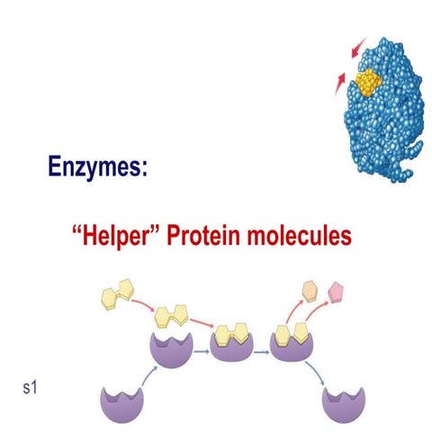 enzymes 2011.ppt
