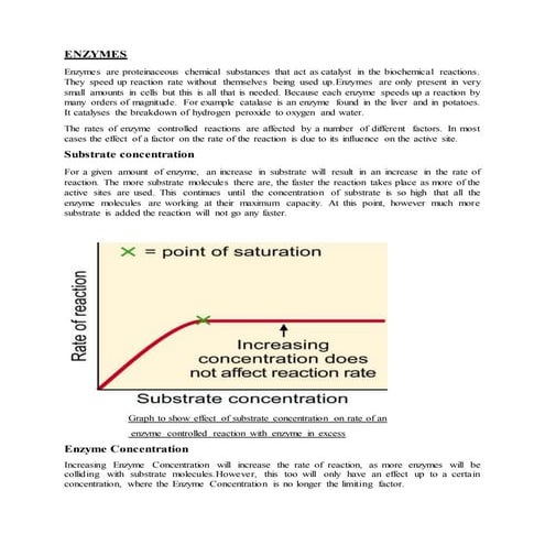 Enzymes Docx