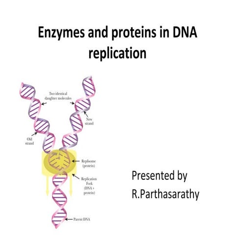 Enzymes and proteins in dna replication