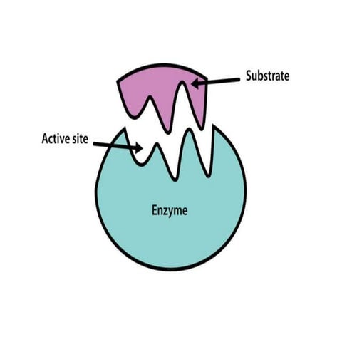 Enzymes b.pharm
