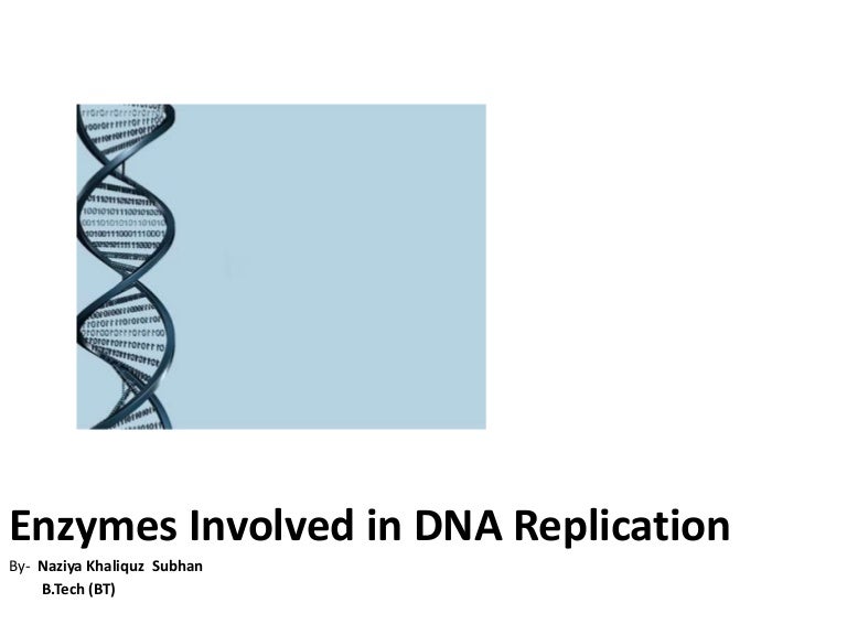 Enzymes involved in dna replication