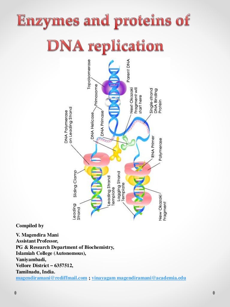 Enzymes of DNA replication