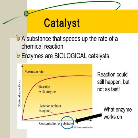 Enzymes slides for moodle 2013 PPT