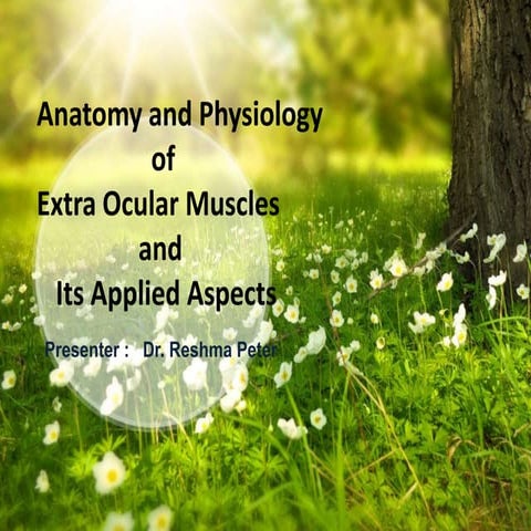extra ocular muscles 