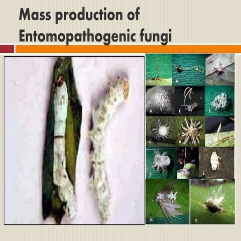 Entomo-pathogenic Fungi