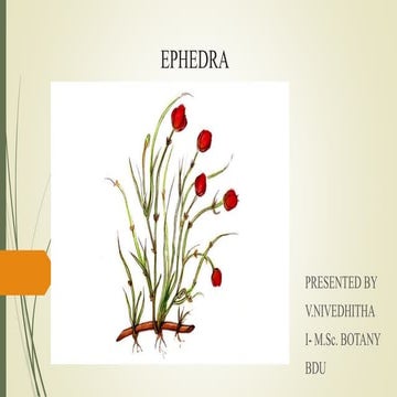 EPHEDRA