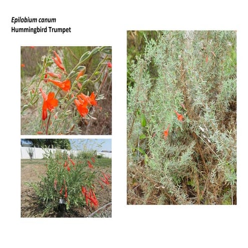 Epilobium canum    garden photos