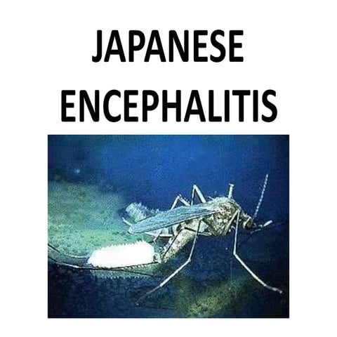 EPIDEMIOLOGY OF JAPANESE B ENCEPHALITIS