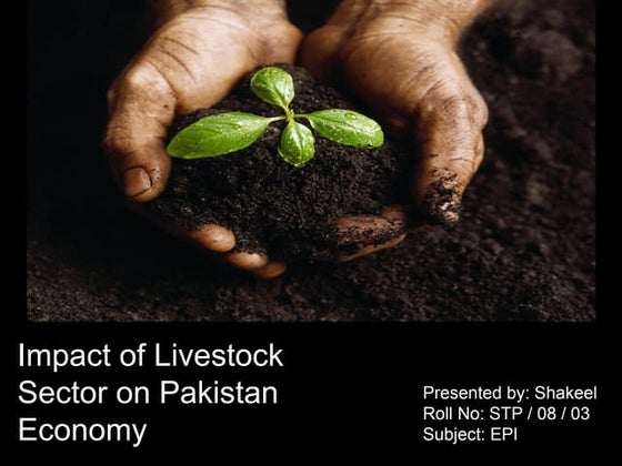 Impact of Livestock Sector on Pakistan Economy