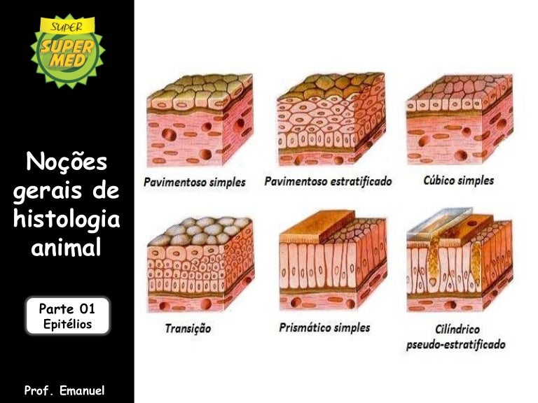 Considerando Esse Fato Como Ocorre A Nutrição Dos Tecidos Epiteliais