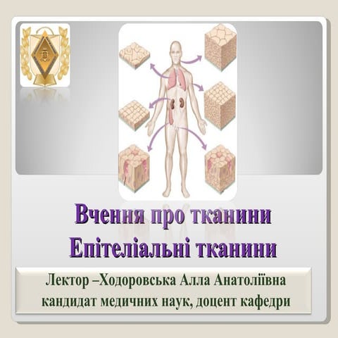 Епітеліальна тканина | PPT