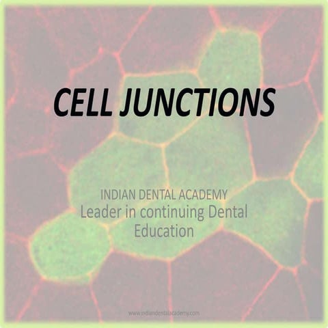 Epithelial CELL JUNCTIONS /endodontic courses