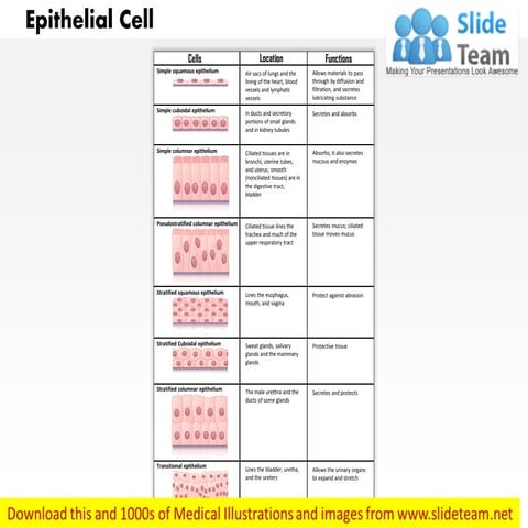 Epithelial cell medical images for power point
